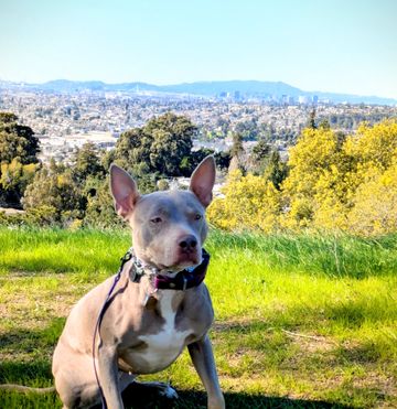 one of the dogs, in front of the Oakland skyline and Mt Tam